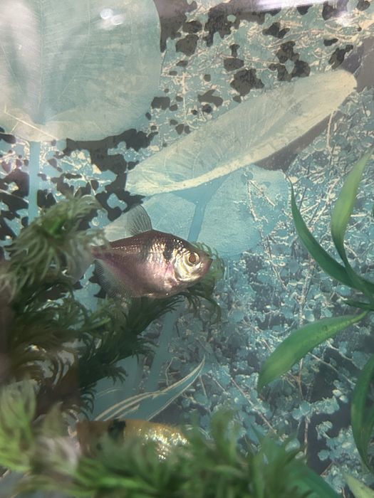 Продам аквариумных рыбок СКАЛЯРИИ