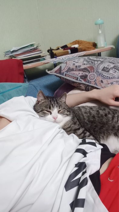 Ищем дом для котика