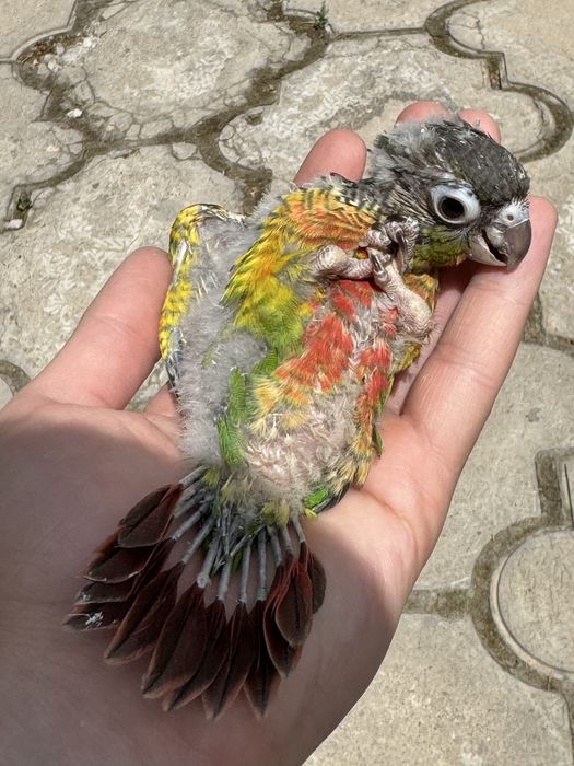 Продается выкормыш попугая пируры