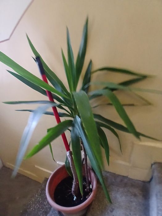 planta cu frunze lungi de casa