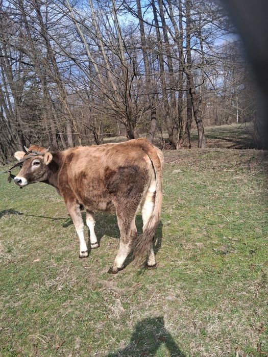 Două vițele de vânzare