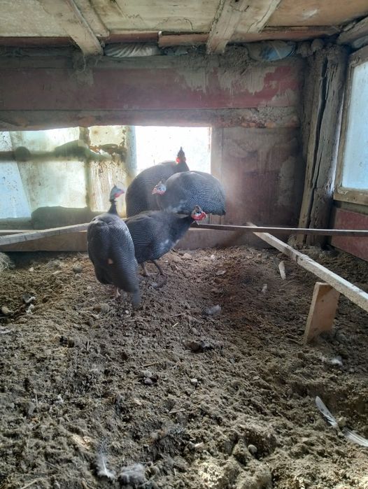 Цесарки тауык куры