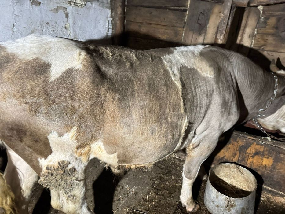 Продам быка 2.5 лет