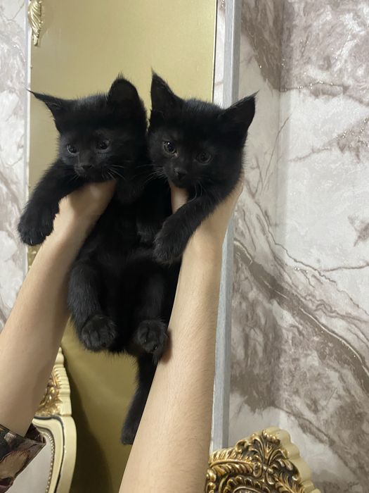 Кошечка отдам в хорошие руки