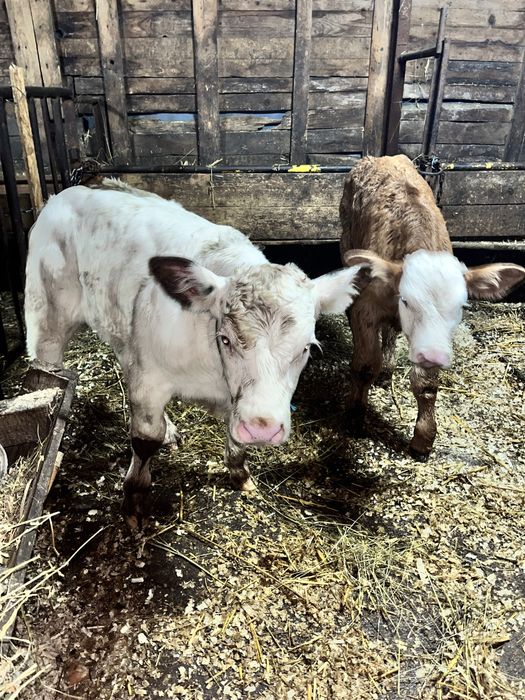 Vand Taurasi Vitei De Carne