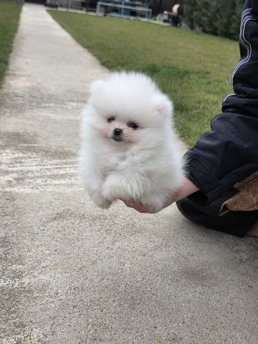 Pui rasa pomeranian