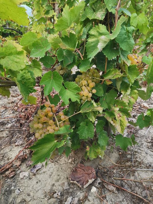 Struguri de vin și must