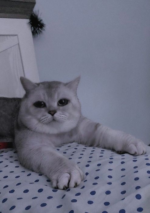 Британская шиншилла котик, с опытом