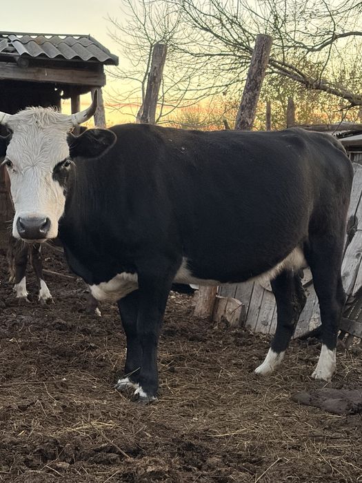 Продам,корова 3 года