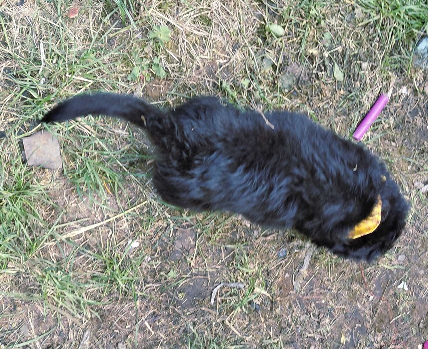 Catelus metis pentru adoptie
