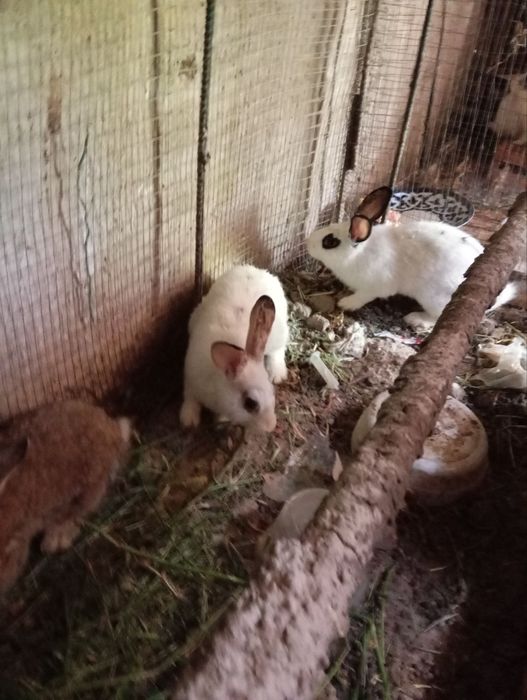 Ayol quyonla sotiladi