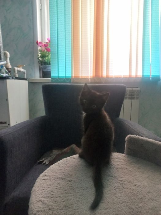 Котенок мальчик в хорошие руки