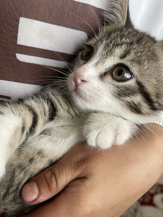 Кошка   хорошая