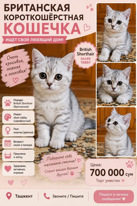 Британский котёнок

Красивый, здоровый и игривый котёнок.