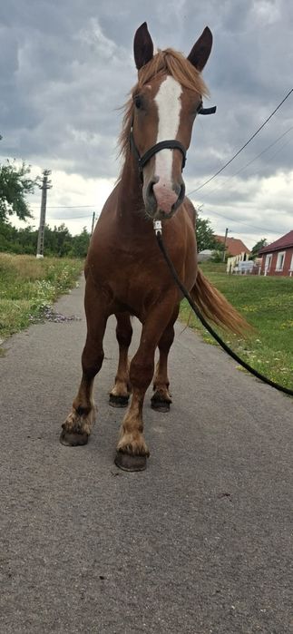 Vând manz de 2 ani jumate