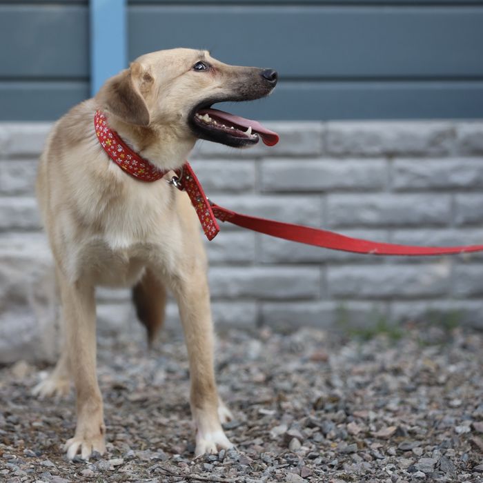 Милый Май, 11 мес., в поисках семьи