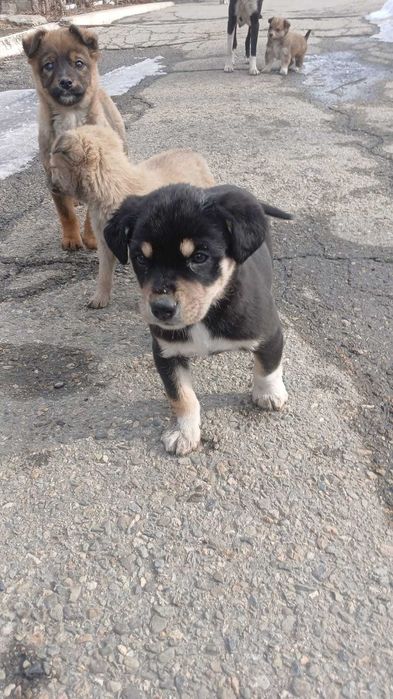 Ищем хозяина для щенят