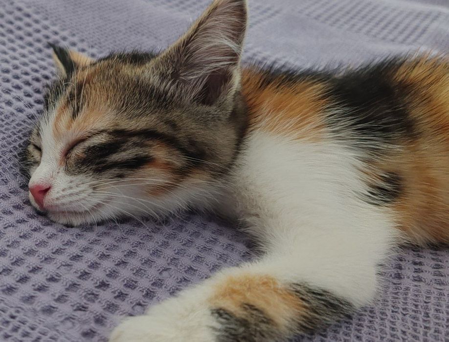 Котенок девочка  полтора месяца