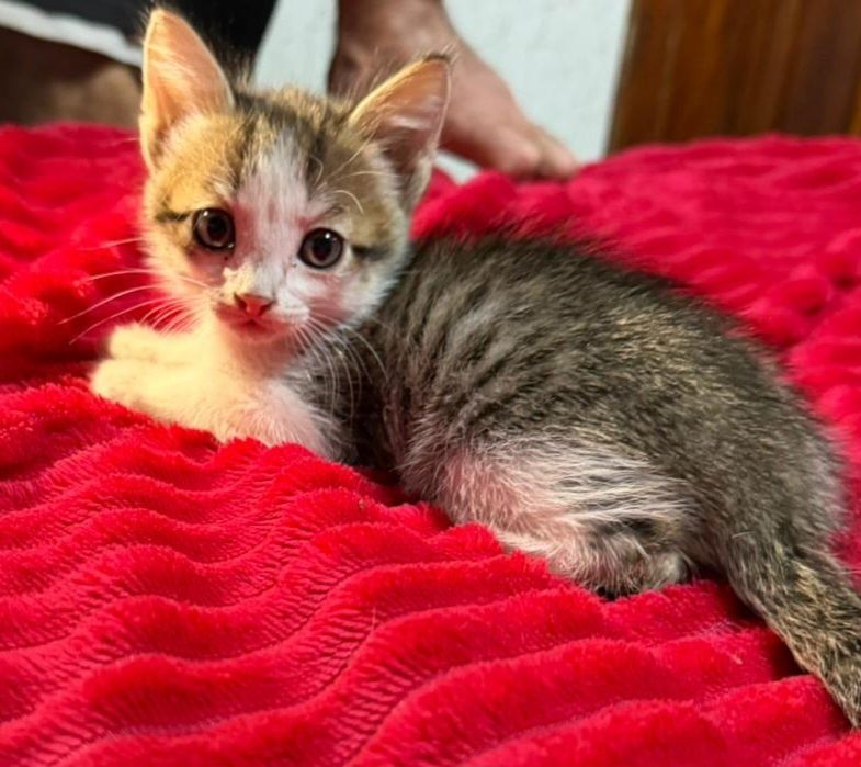 Отдам котят 2 месяца