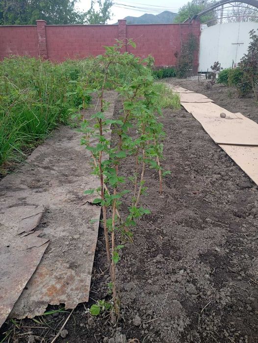 Саженцы ремонтантной малины Карамелька