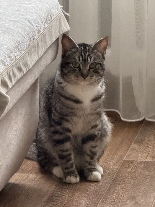 Отдаем кота в хорошие руки