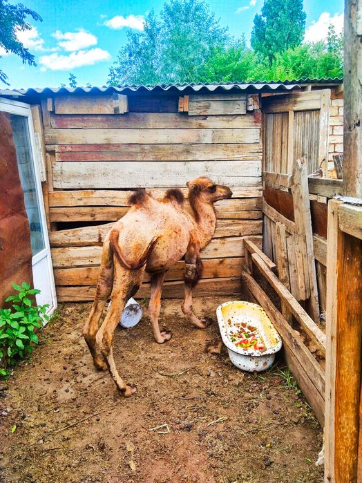 Ұрғашы тайлақ срочнооо