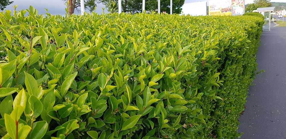 Ligustrum Vulgare , Gard viu Verde vesnic !