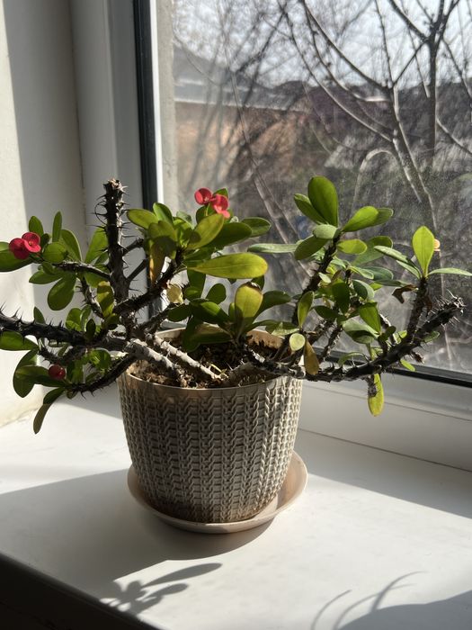 Комнатные растение