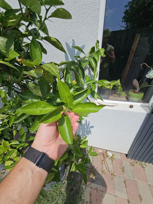 Vand pomisor lamai comestibil