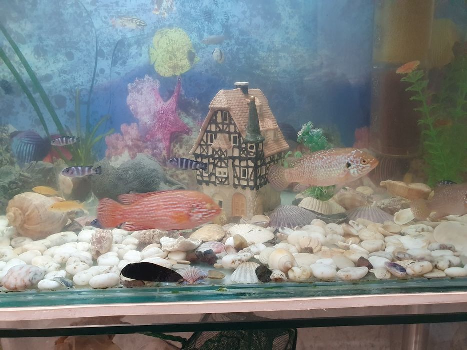 Продаю два аквариума с рыбками