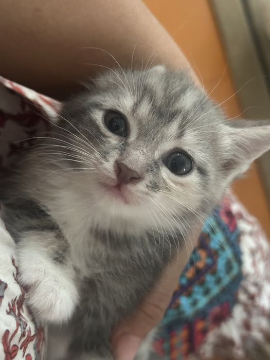 Котенок. Красивый. 1,5 месяцев