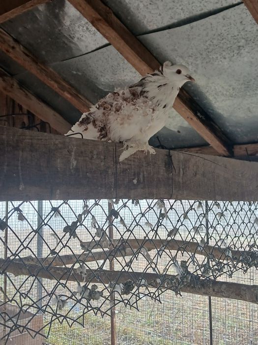 Porumbei creți și cucuruzi