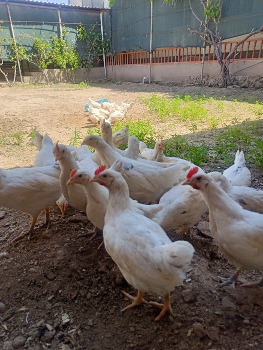 Жужа сотилади ...