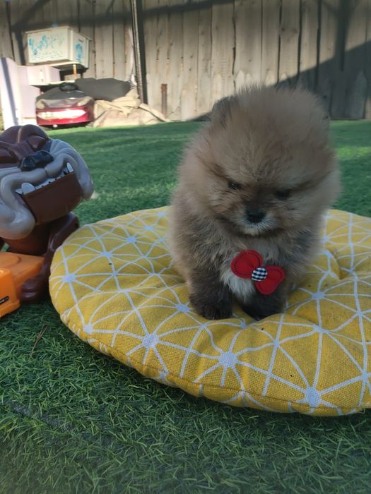 Продам щенков шпица.