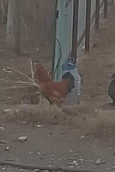 Японский кораздар сатылады