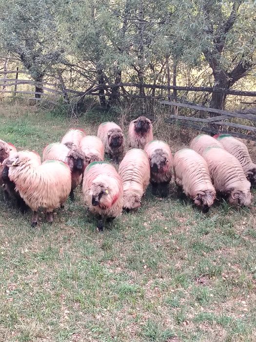 Oi de vânzare din Hunedoara