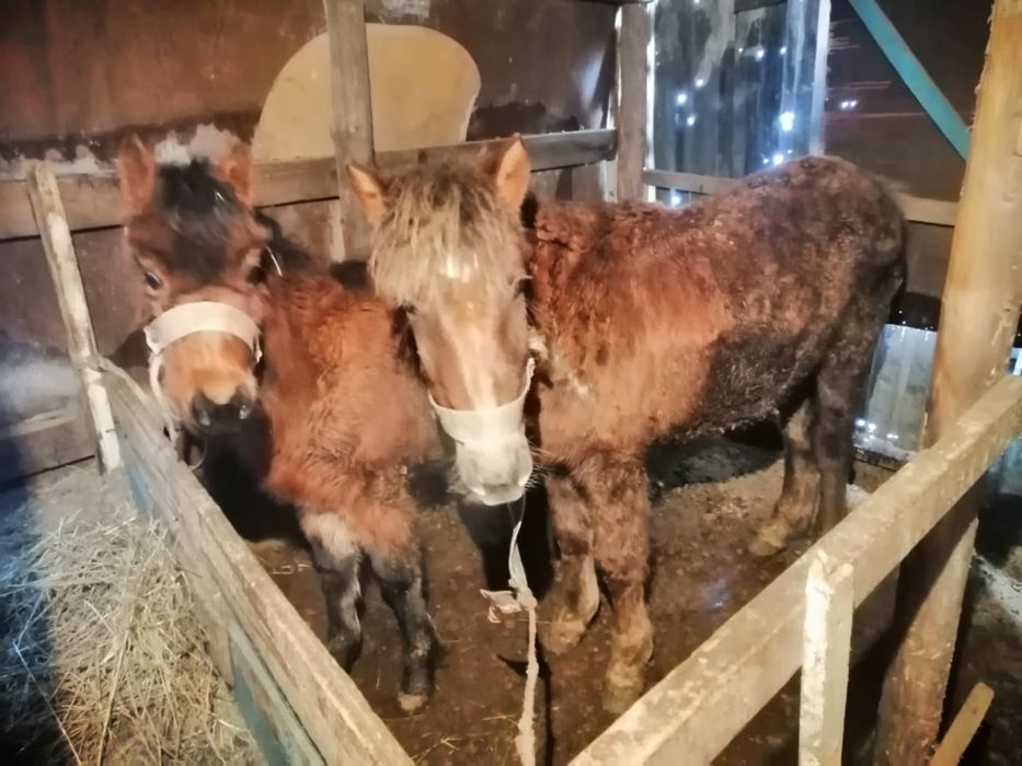 Жылқылар сатылады