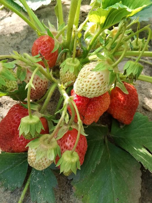 Рассада многоразовой крупноплодной сортовой клубники