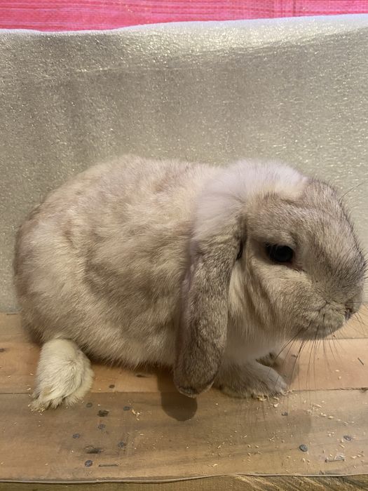 Продаются кральчихи