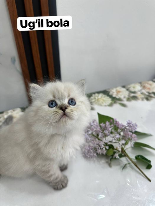 ВЯЗКА британский кот Серебристая Шиншила vyazka mushuk nasil olishga