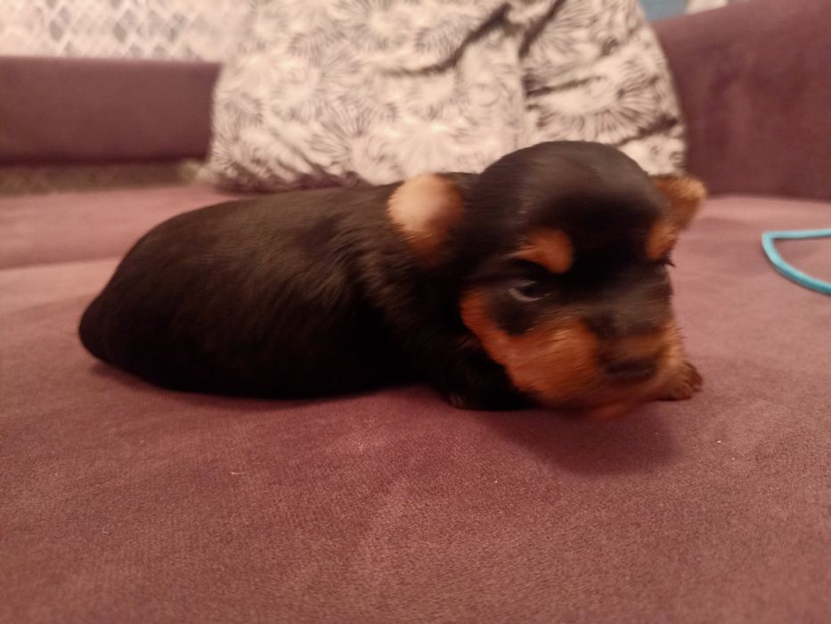 Йоркширский терьер