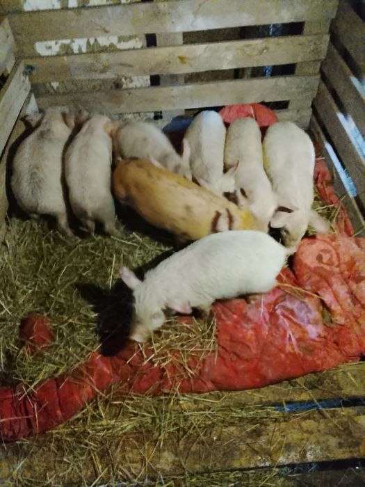 Продаются поросята