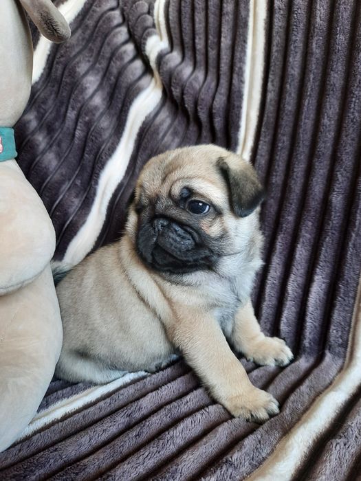 Продаются Мопсики