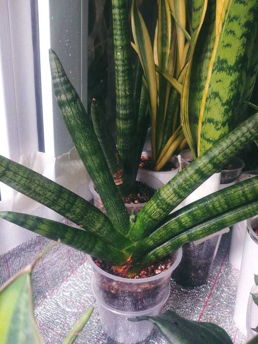 Сансевиерия Chost