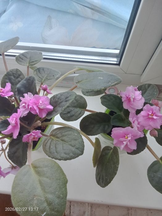 Фиалки 1000тг цветут