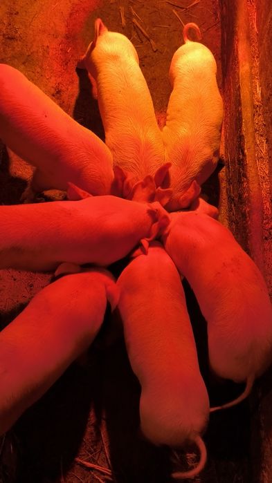 Продам поросят месячные