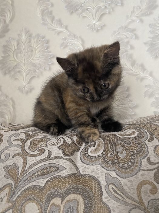 Отдам котенка девочку