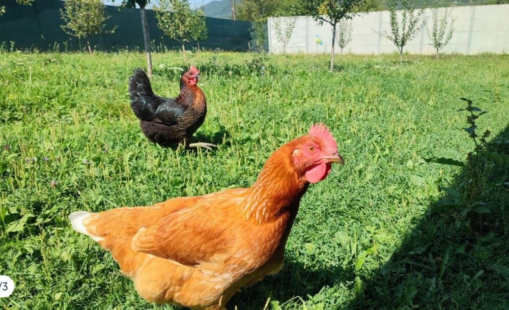 Oua de casă ,gaini crescute in iarbă