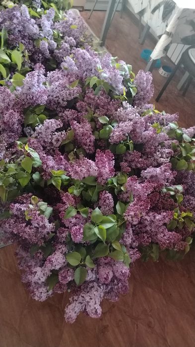 Отдам на 400  ветка