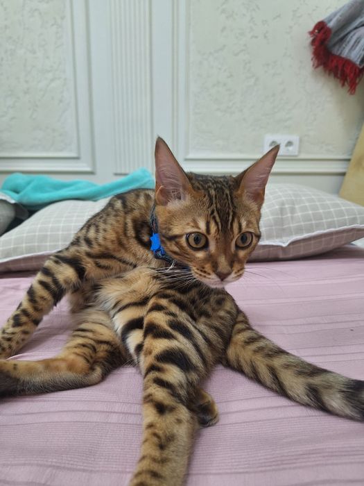 Срочно продаётся Бенгальский кот